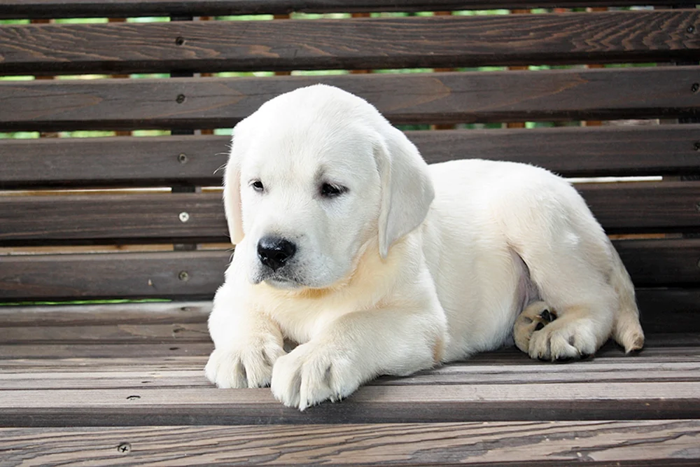 Labrador Retriever