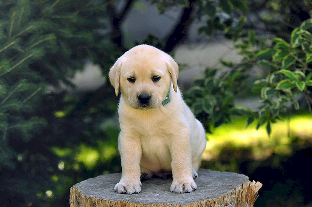 Labrador Retriever