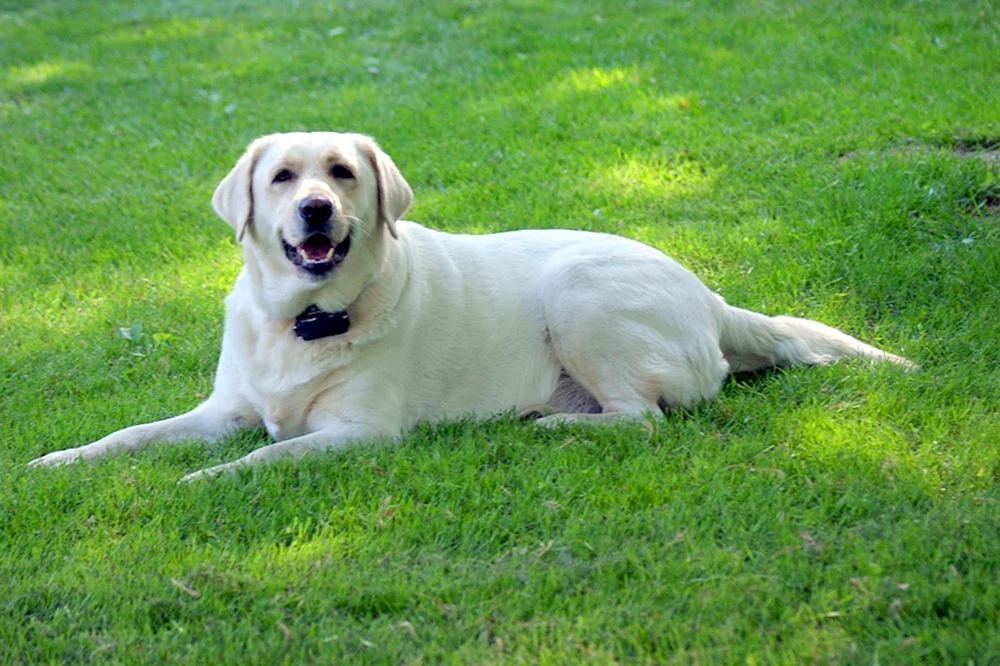 Labrador Retriever