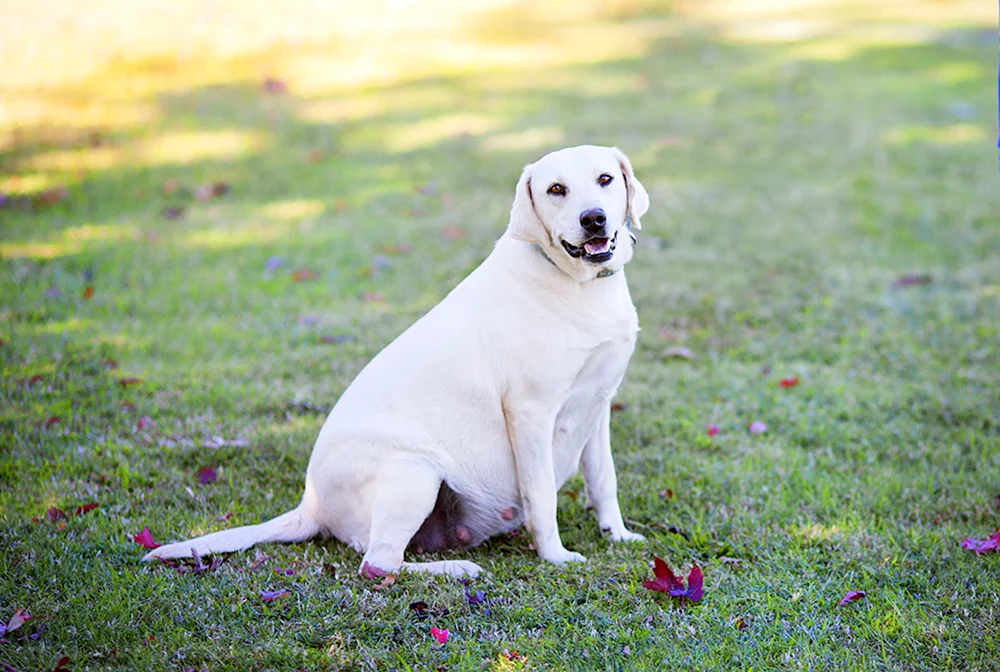 Labrador Retriever weiß