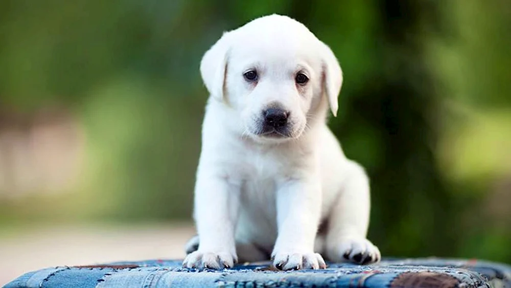 Labrador Retriever