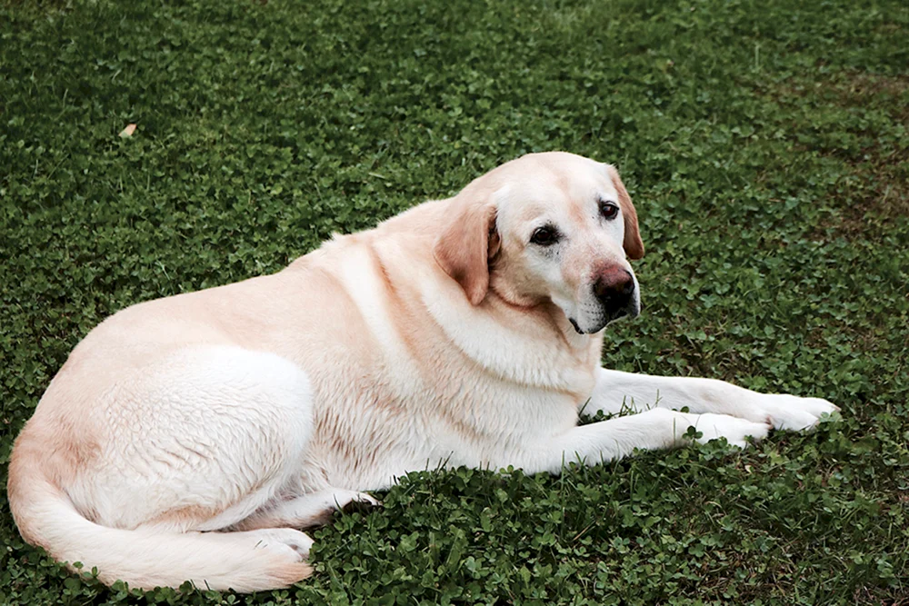 Labrador Hund