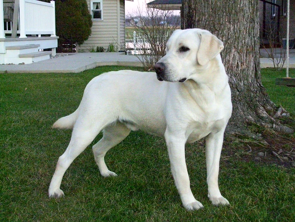 Labrador Retriever weiß
