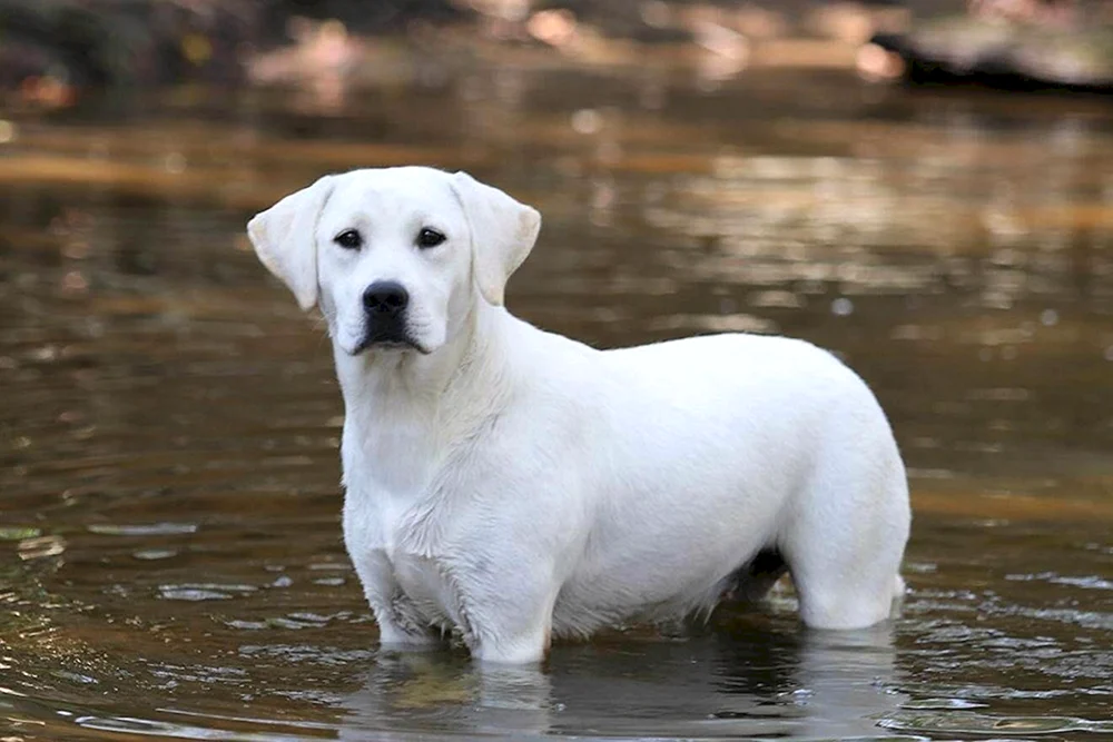 Labrador Retriever blass