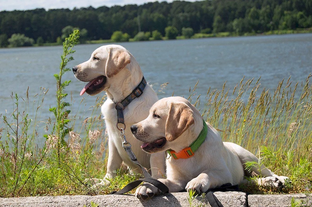 Labrador Retriever