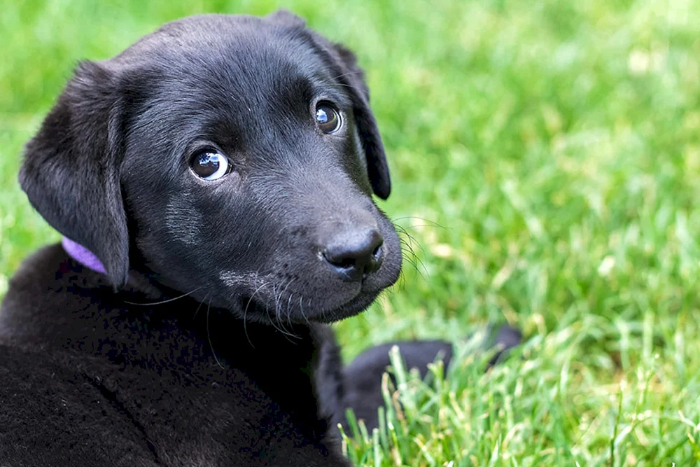 Labrador schwarz