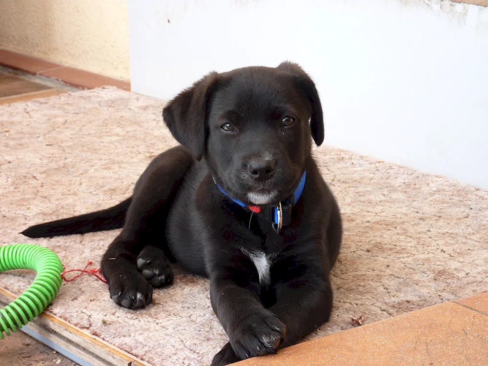 Labrador Retriever