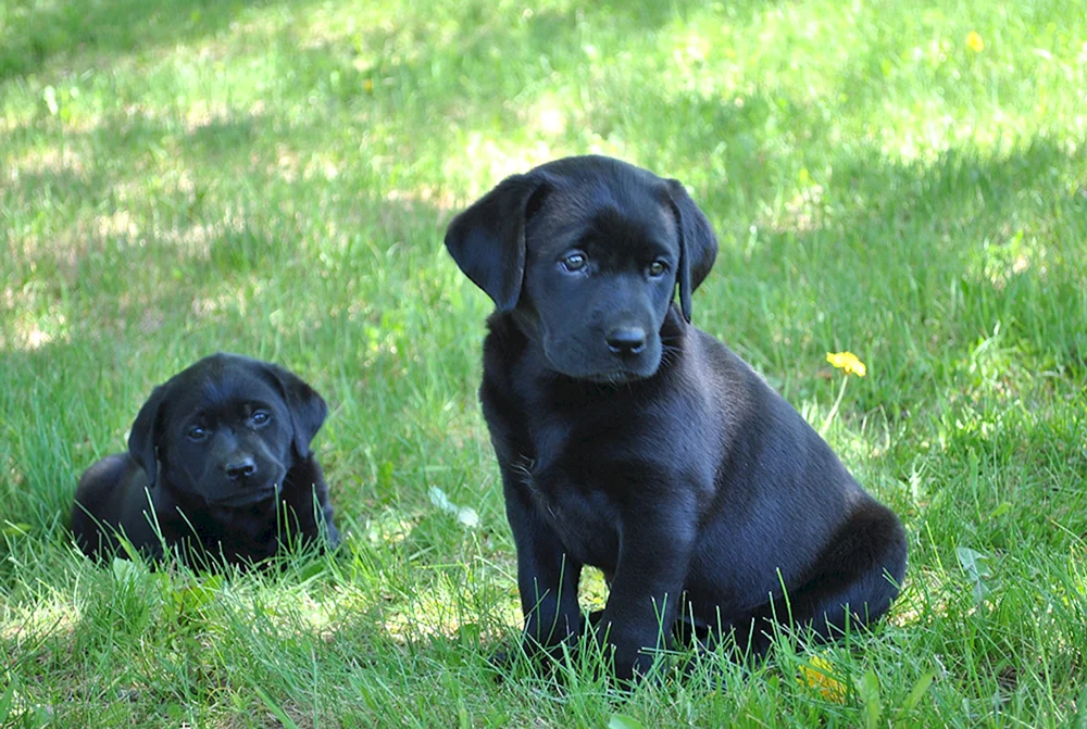 Labrador Retriever