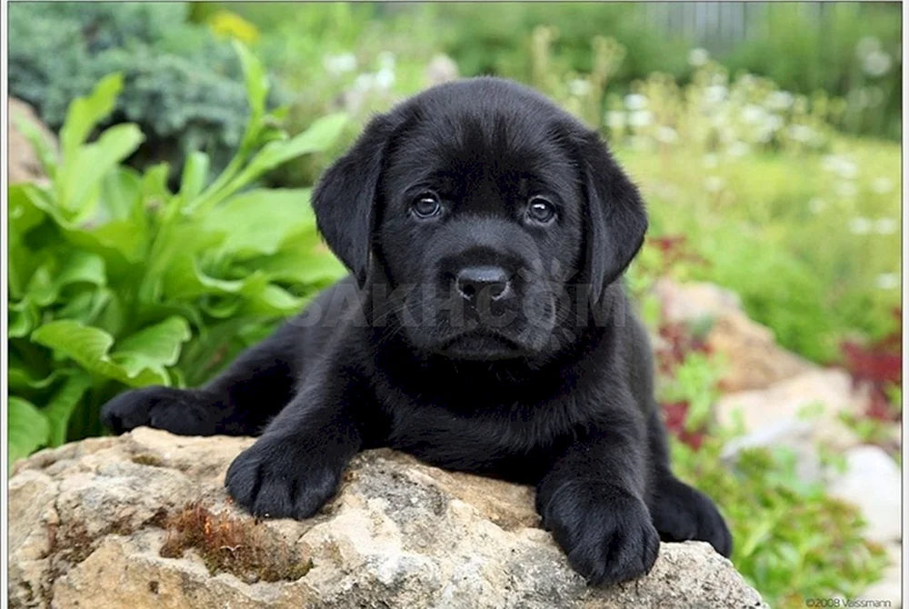 Labrador retriever