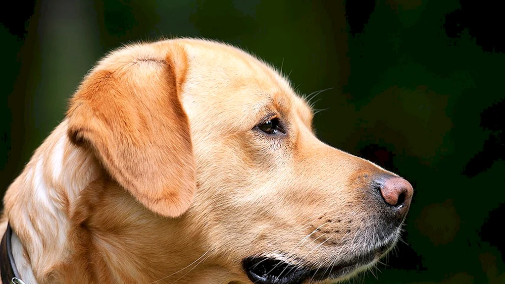 Labrador Retriever