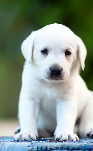 Labrador Retriever