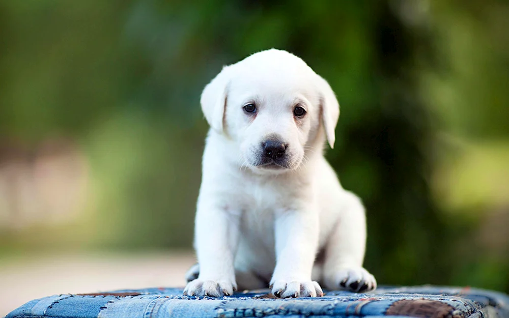 Labrador Retriever