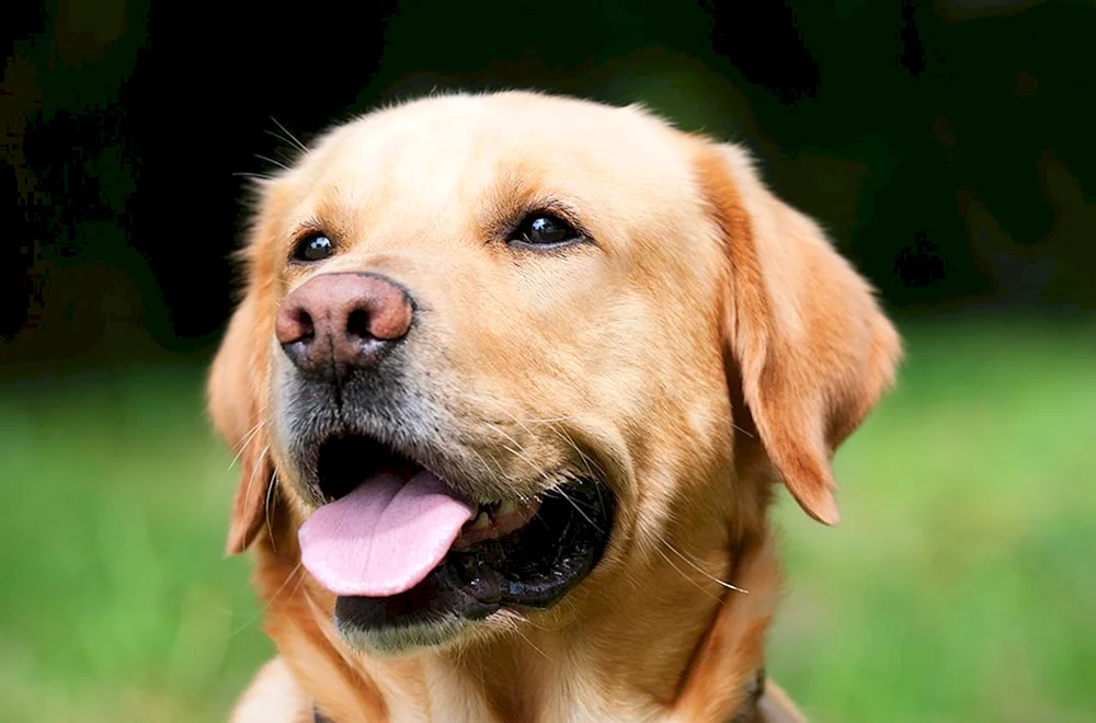 Labrador Retriever
