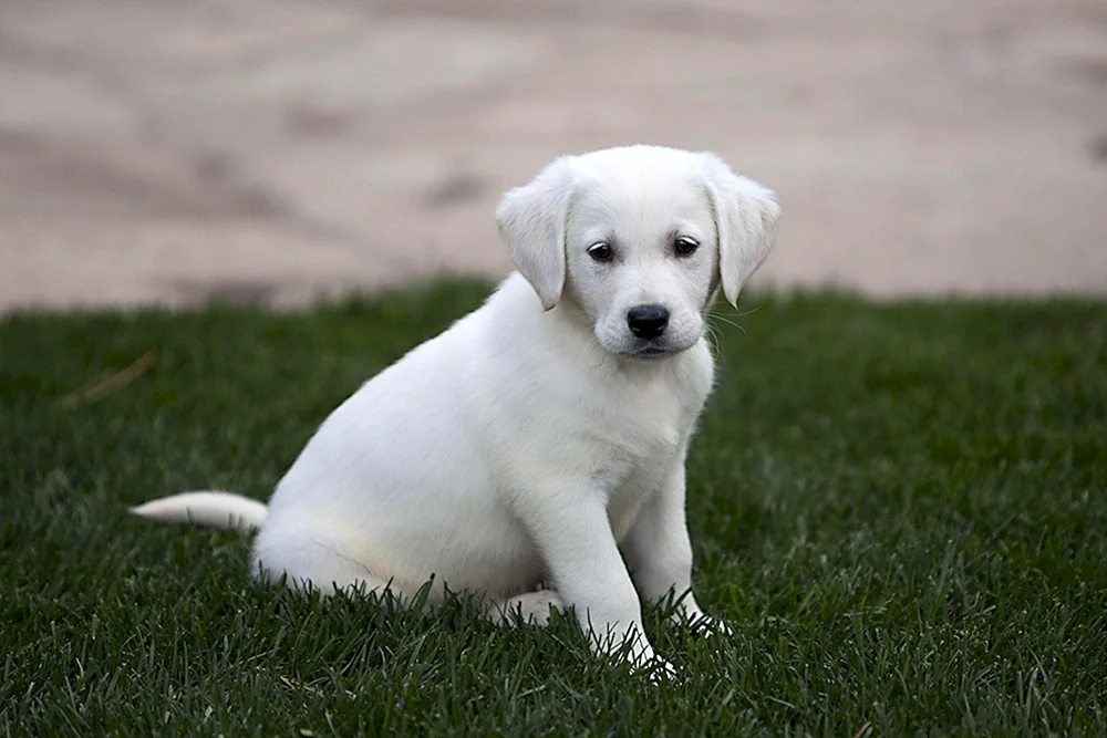 Labrador Retriever