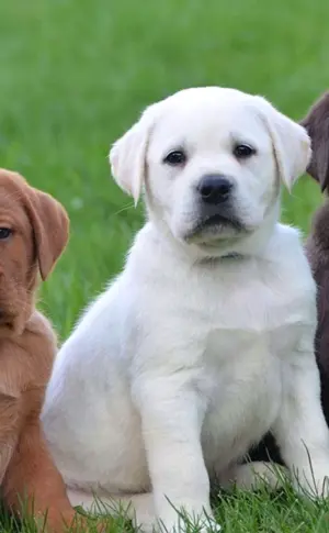 Labrador Retriever