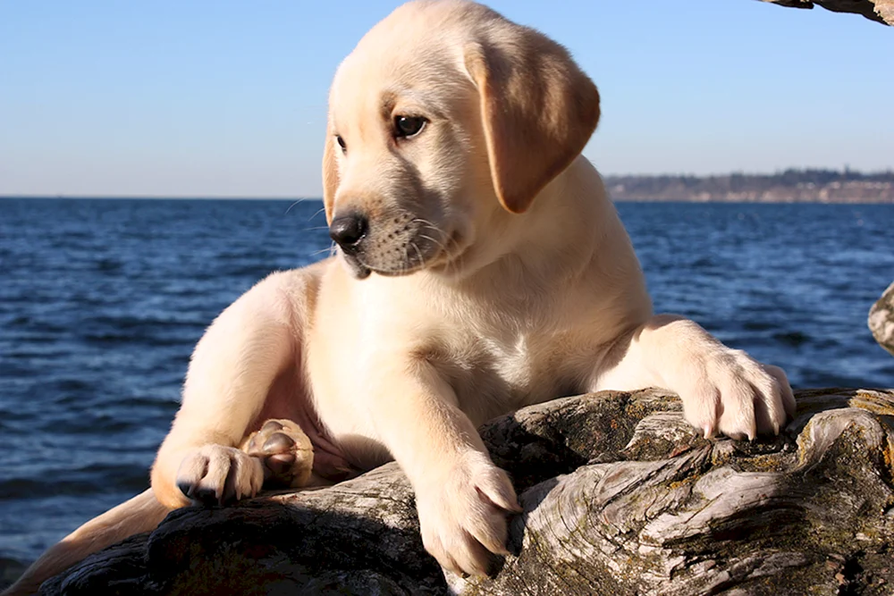 Labrador Retriever