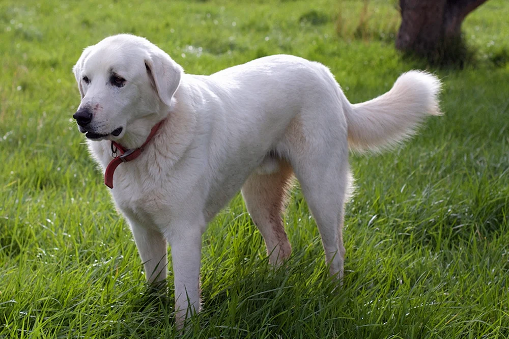Labrador Retriever
