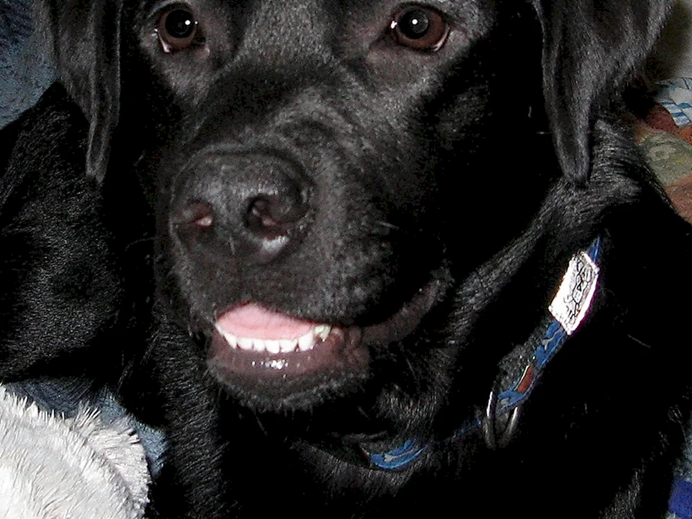 Labrador Golden Retriever