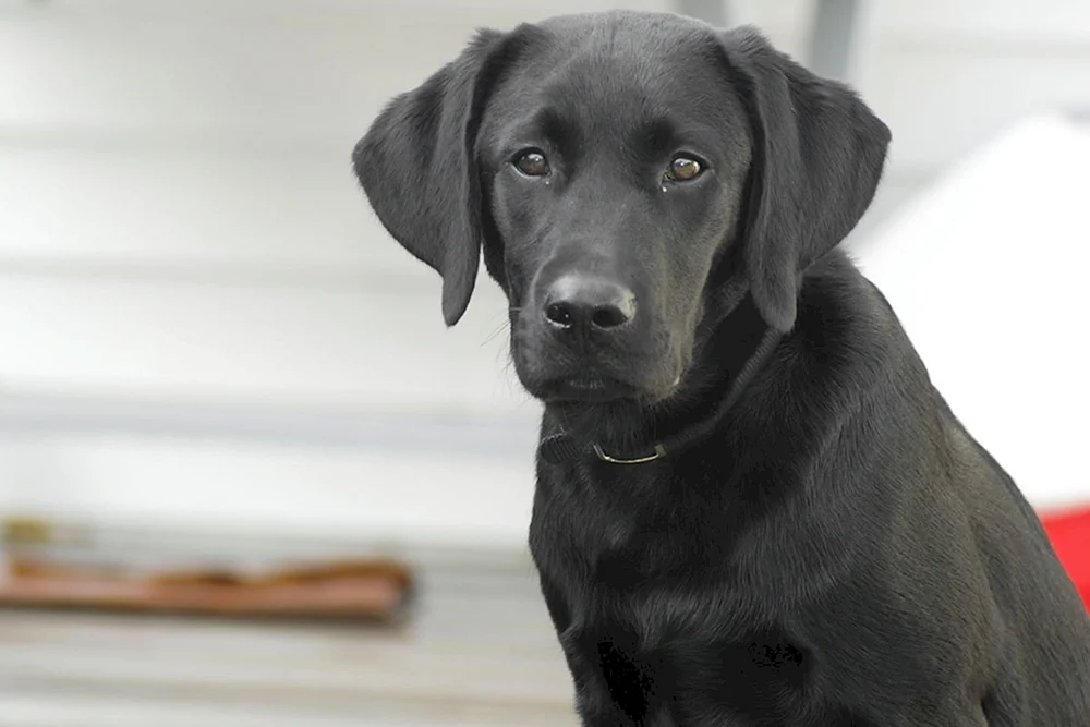 Labrador Golden Retriever