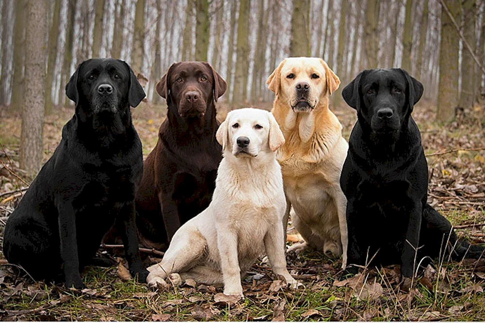 Labrador blass