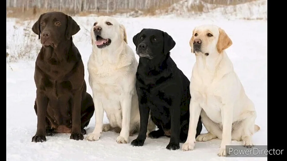 Labrador Retriever