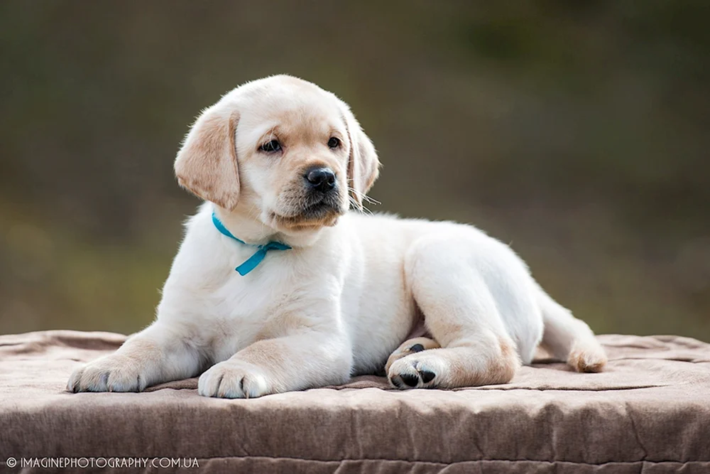 Labrador Retriever