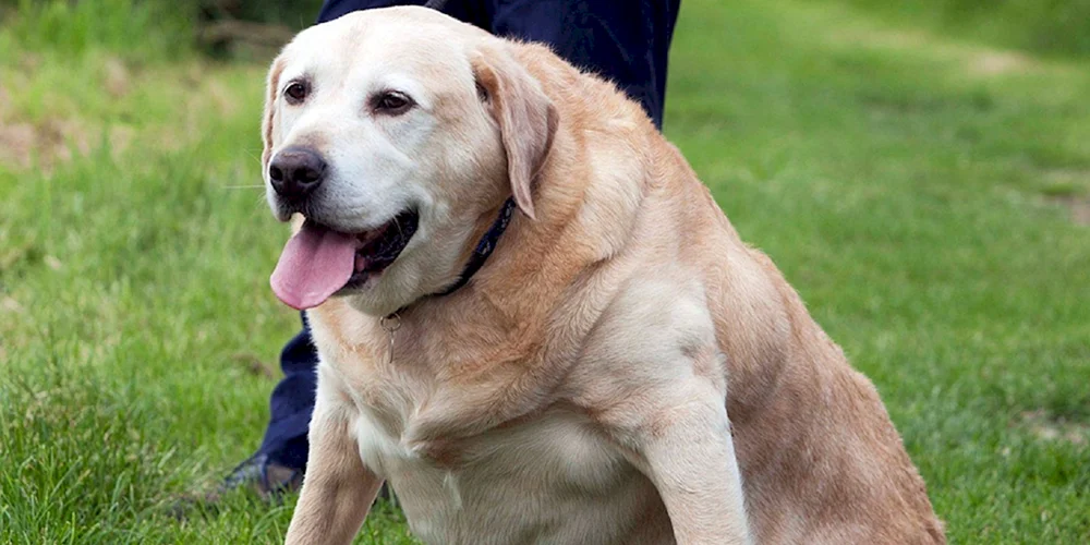 Labrador Retriever