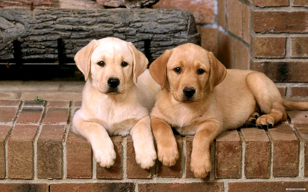 Labrador Retriever
