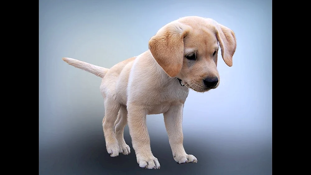 Labrador Retriever