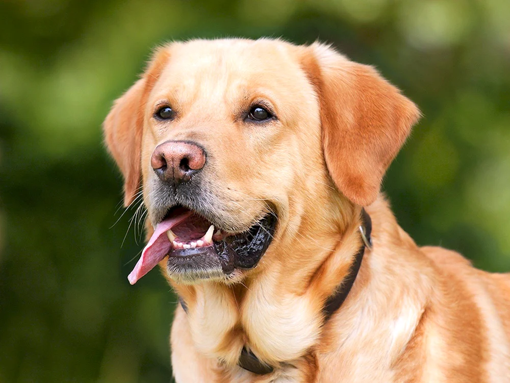 Goldener Labrador