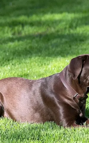 Labrador Retriever