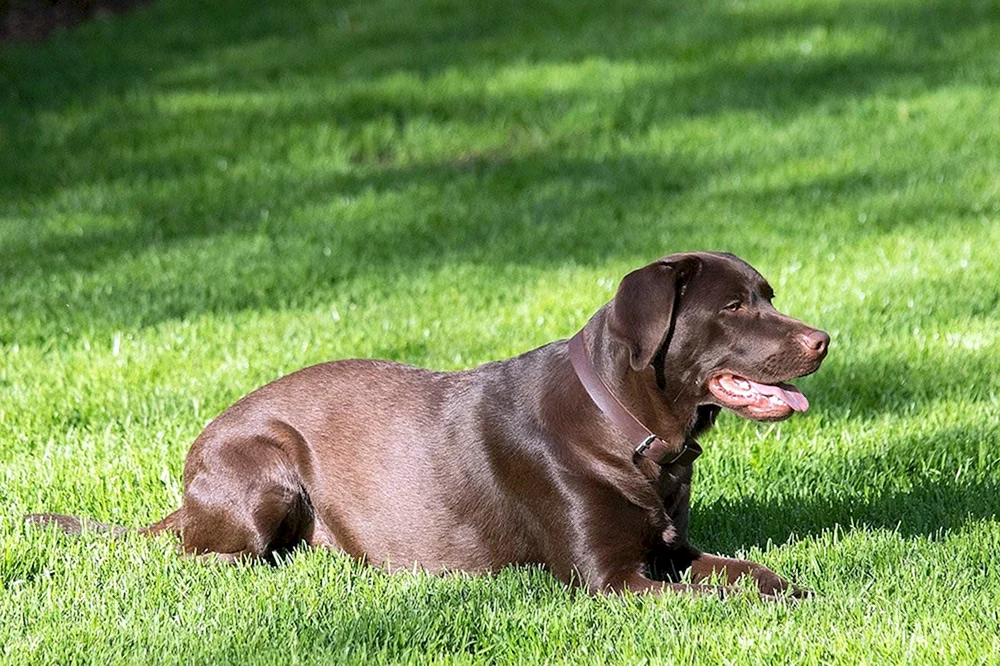 Labrador Retriever
