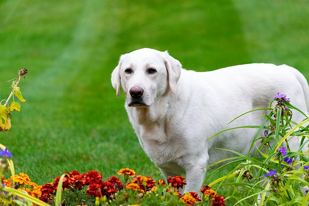 Labrador Retriever weiß