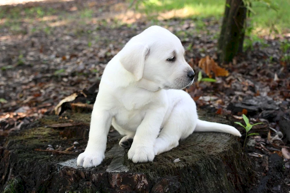 Labrador Retriever. weiß