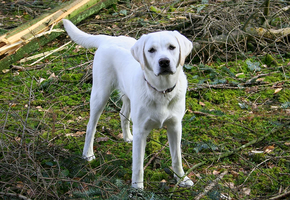 Neufundländer und Labradorhund