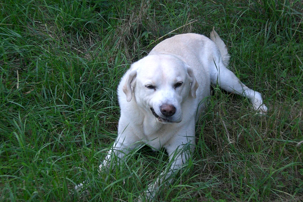 Labrador Retriever