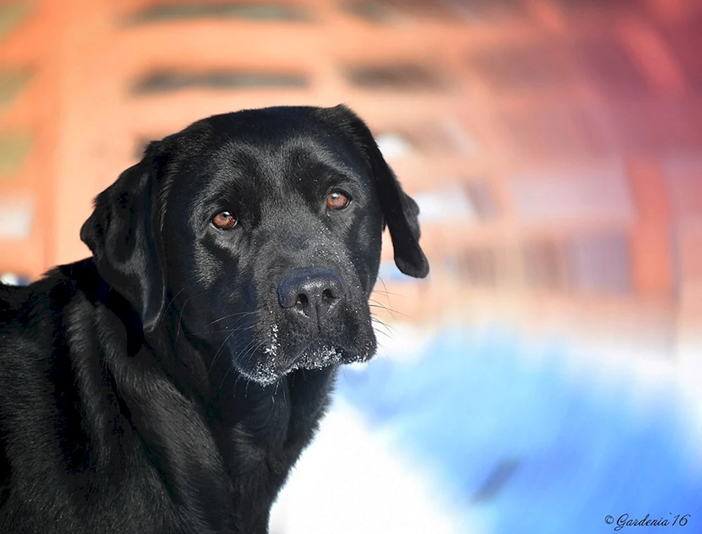 Retriever schwarz Kurzhaar-Retriever