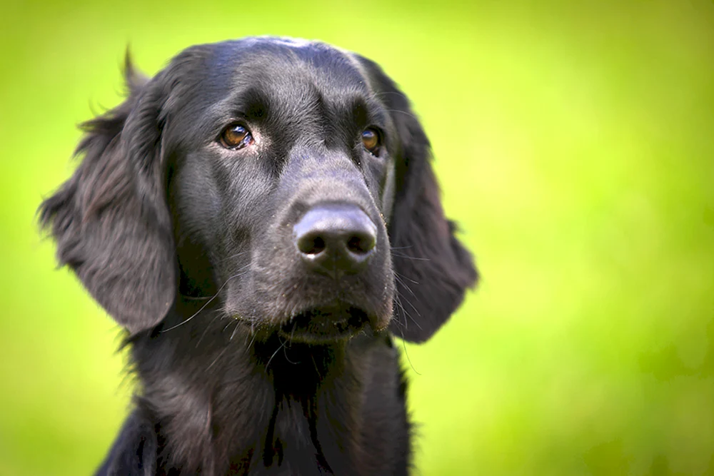 Glatthaar-Retriever