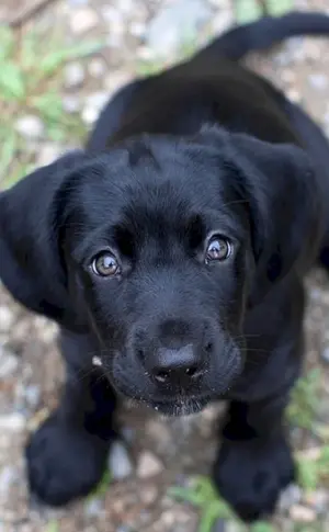 Labrador Retriever schwarz