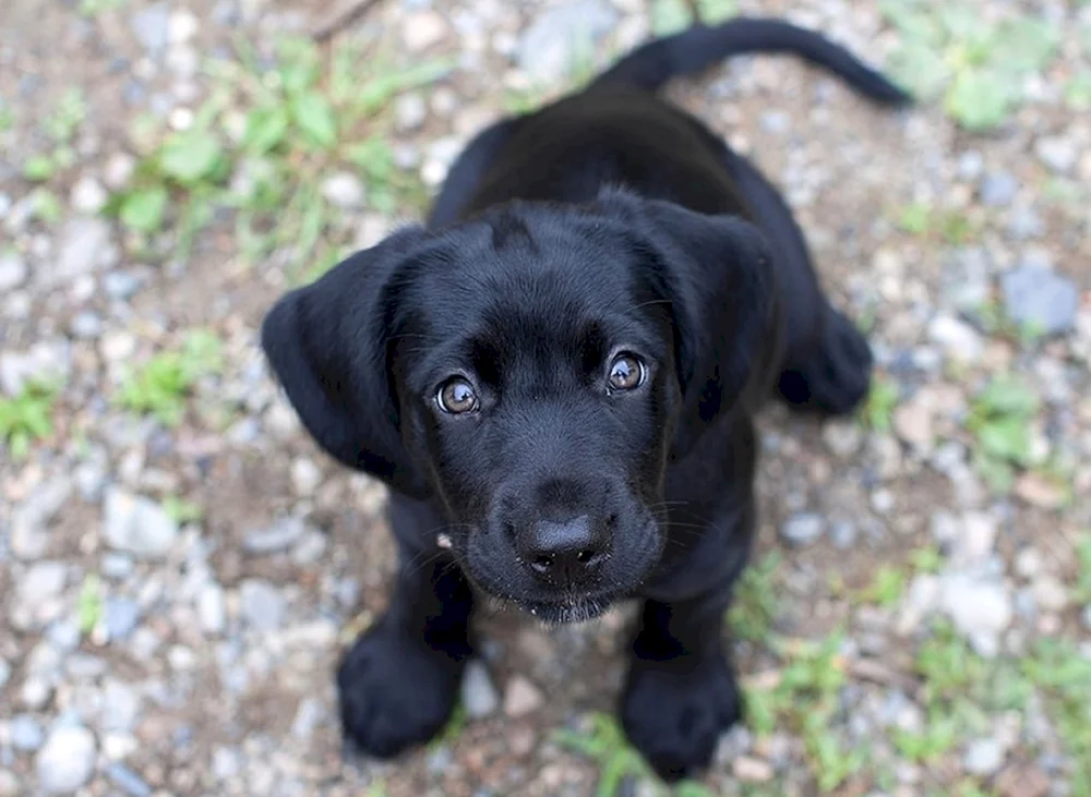 Labrador Retriever schwarz