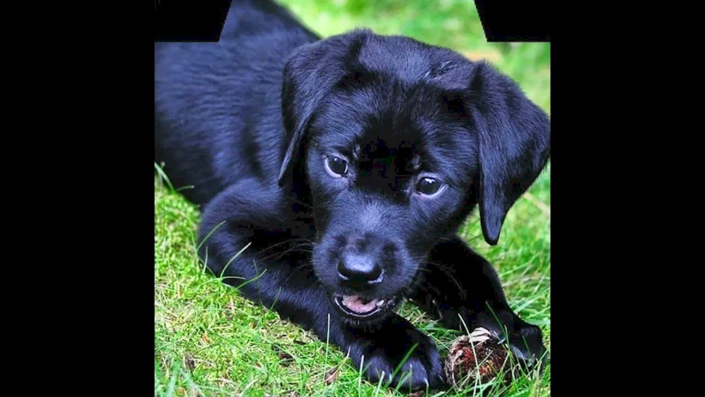 Labrador Retriever schwarz