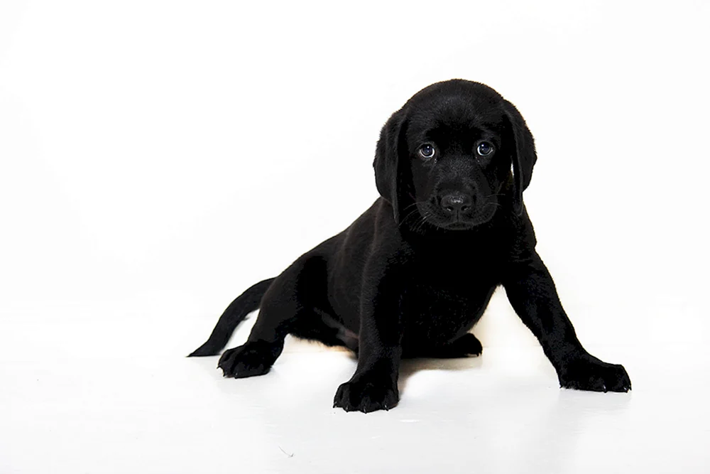 Labrador retriever schwarz