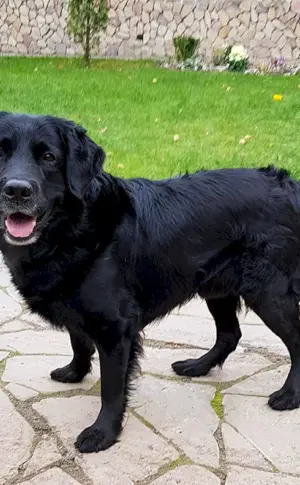 Labrador Retriever schwarz langhaarig