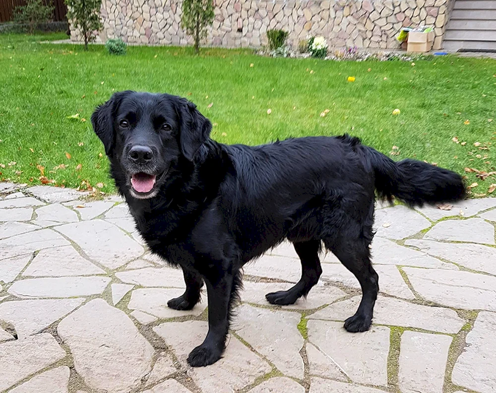 Labrador Retriever schwarz langhaarig