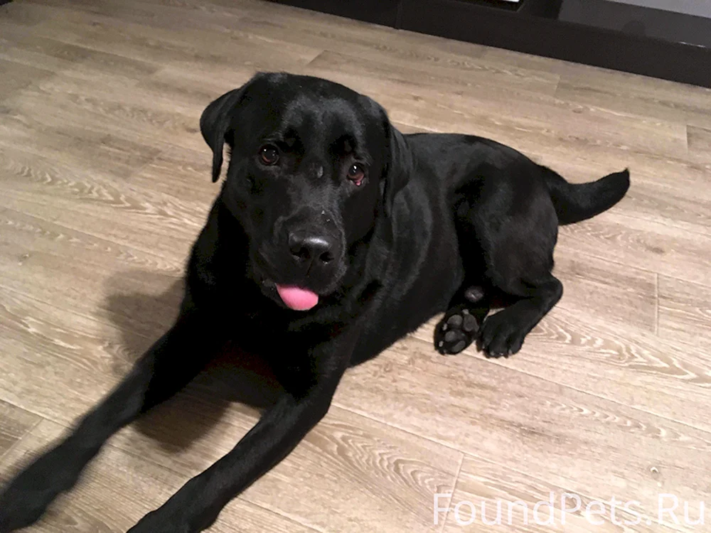 Labrador schwarz