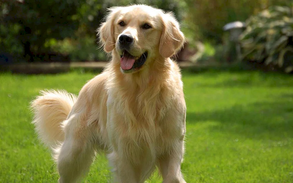 Labrador Retriever Langhaar