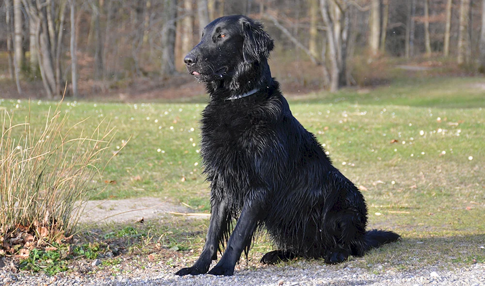 Labrador Retriever langhaarig
