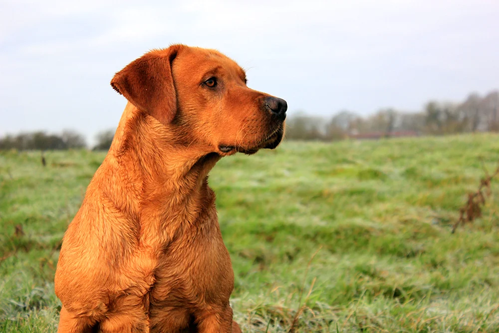 Labrador Retriever Rot