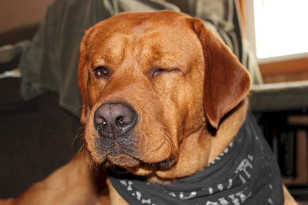 Labrador Retriever Rot