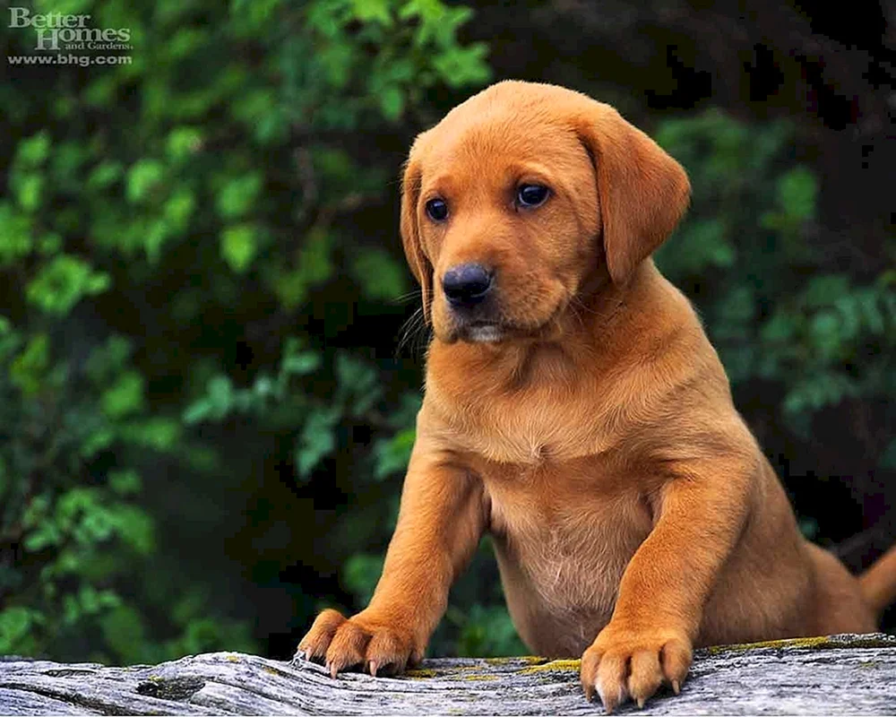 Labrador Retriever Rot
